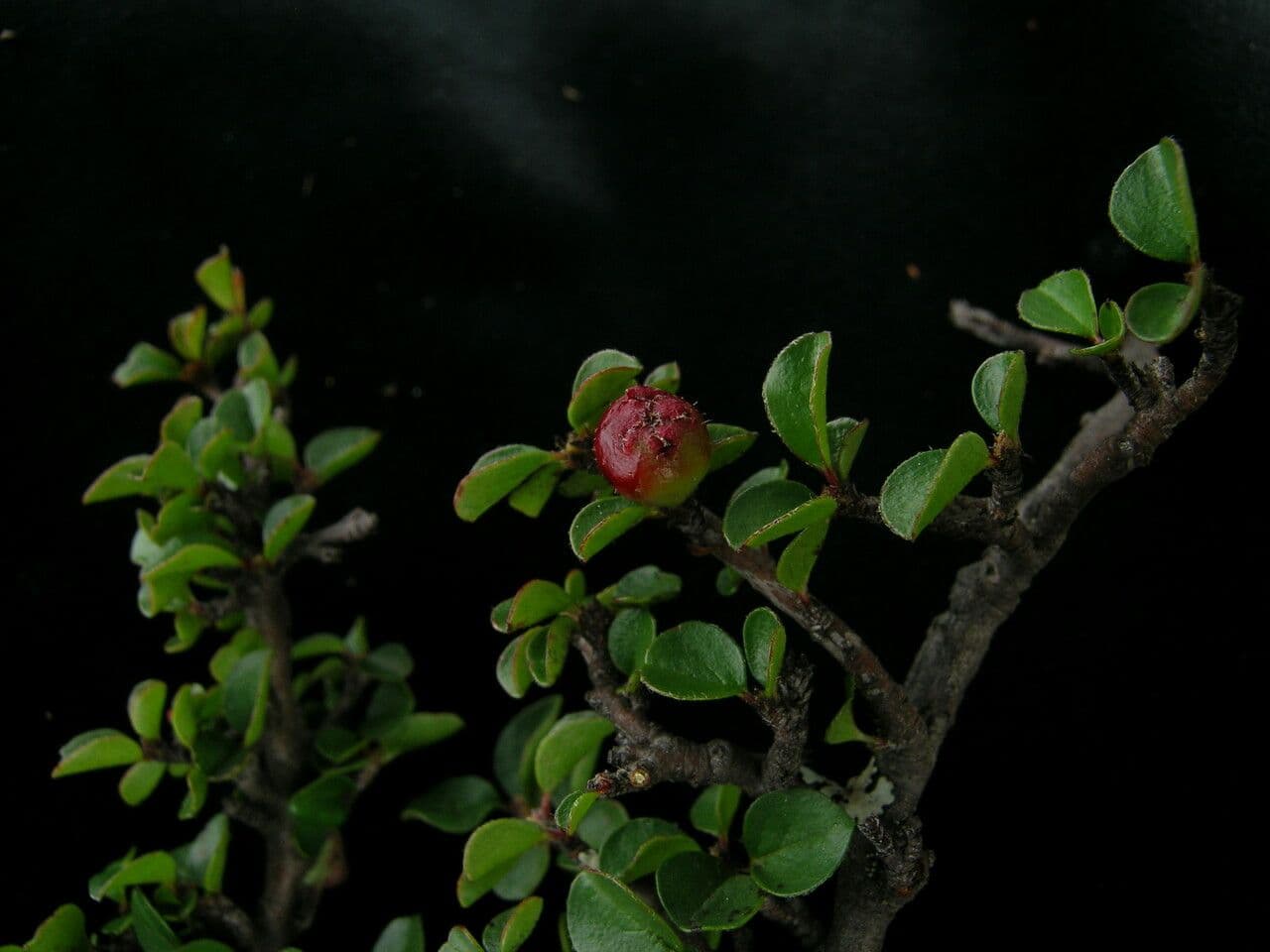 Cotoneaster 5