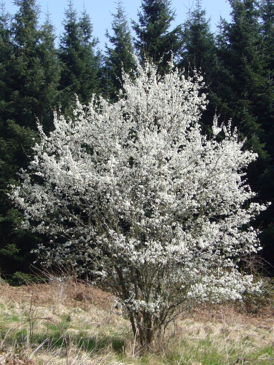 Holzapfel 11