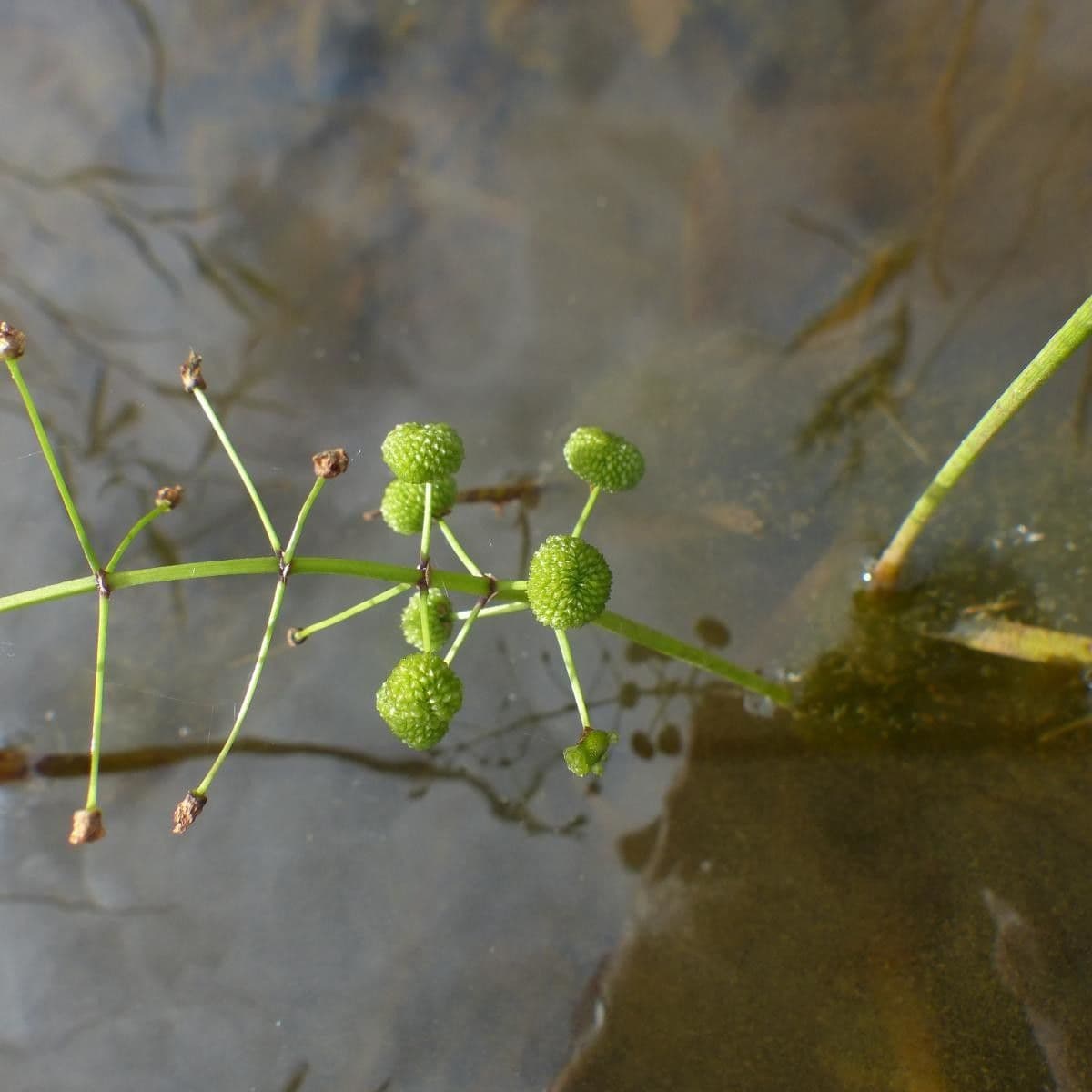 Sagittaria graminea