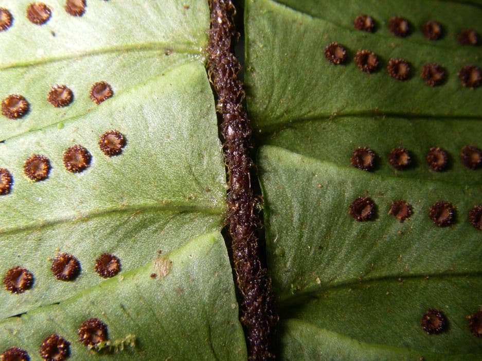Nephrolepis 7