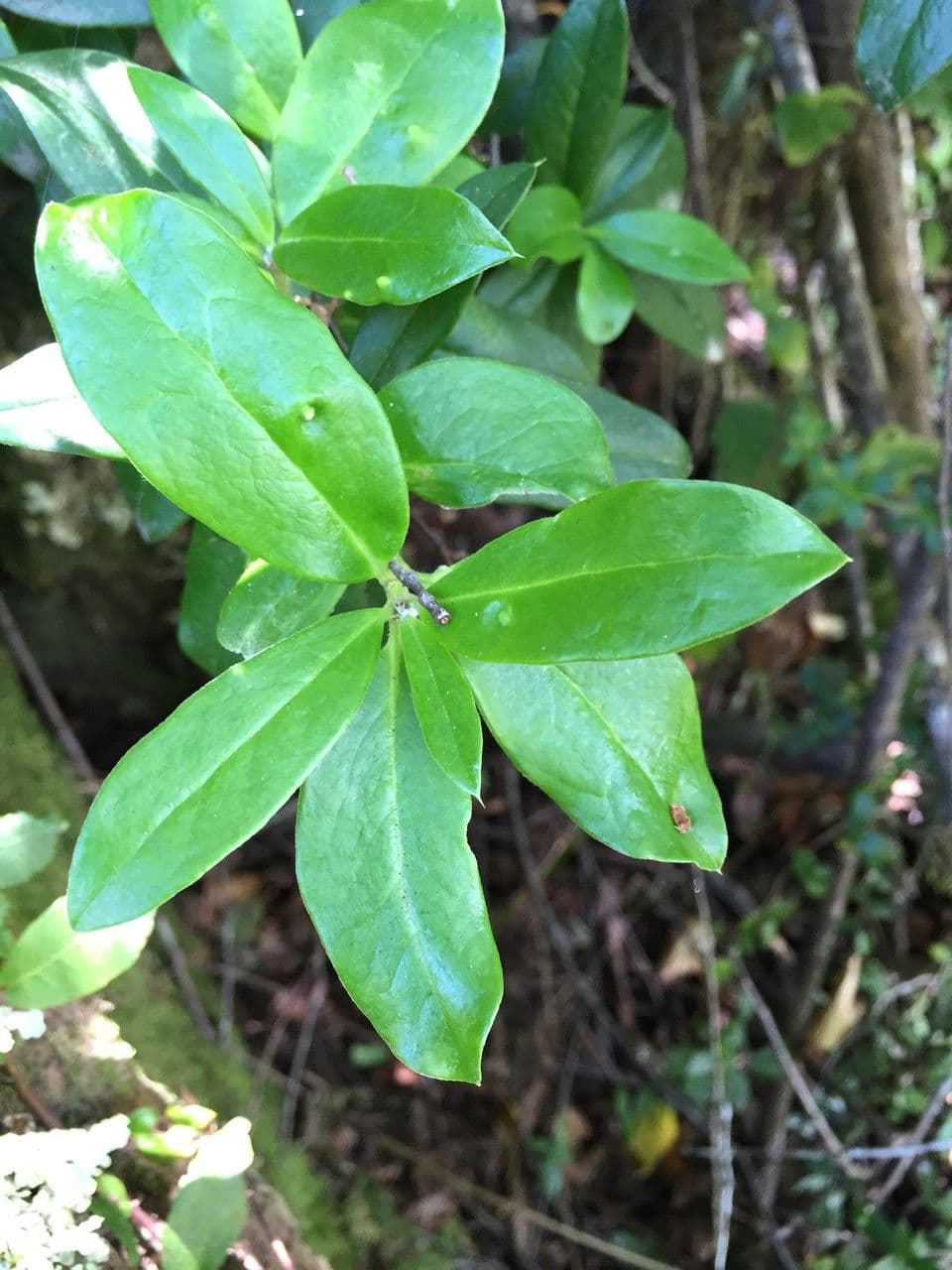 Archidasyphyllum 14