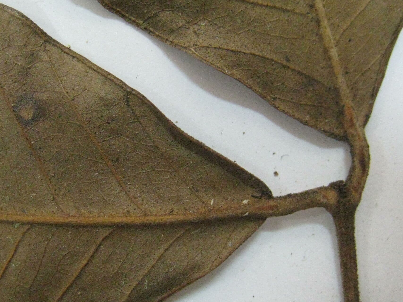 Calycorectes 10