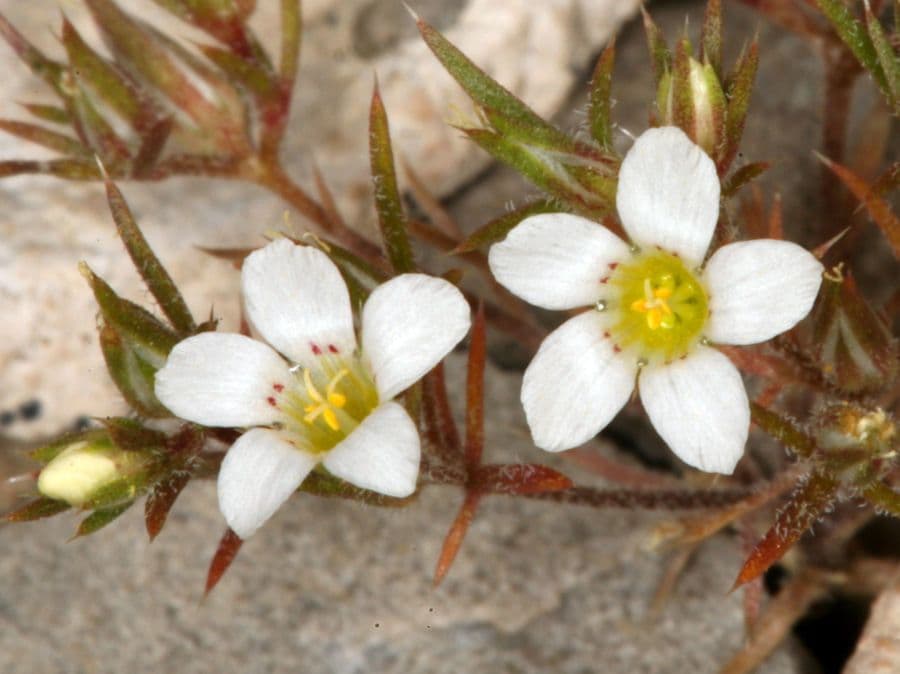 Linanthus basso 2