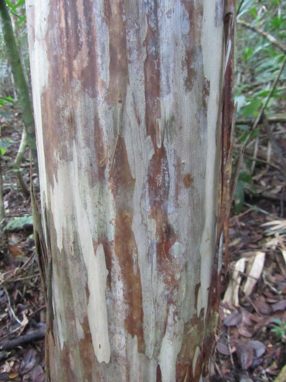 Myrciaria 12