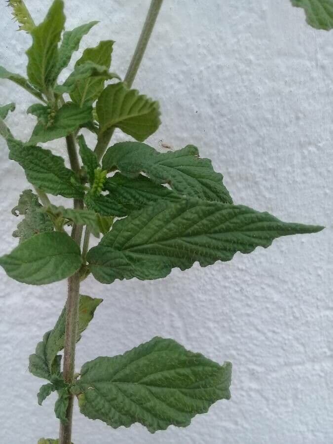 Eliciotropio angiospermo 16