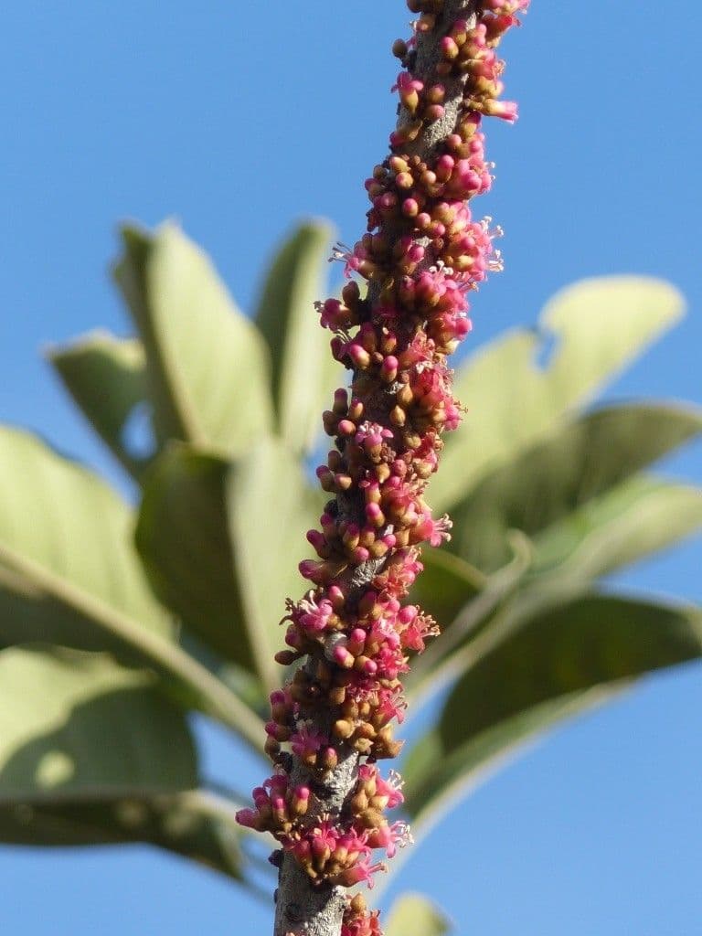 Blanchons Pycnandra 2