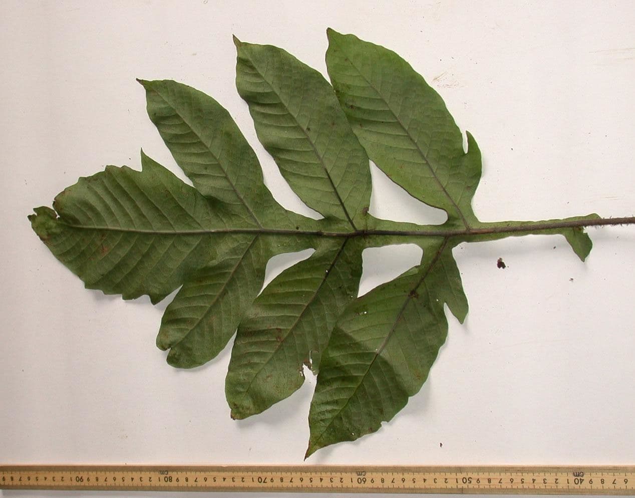 Hypoderris 10