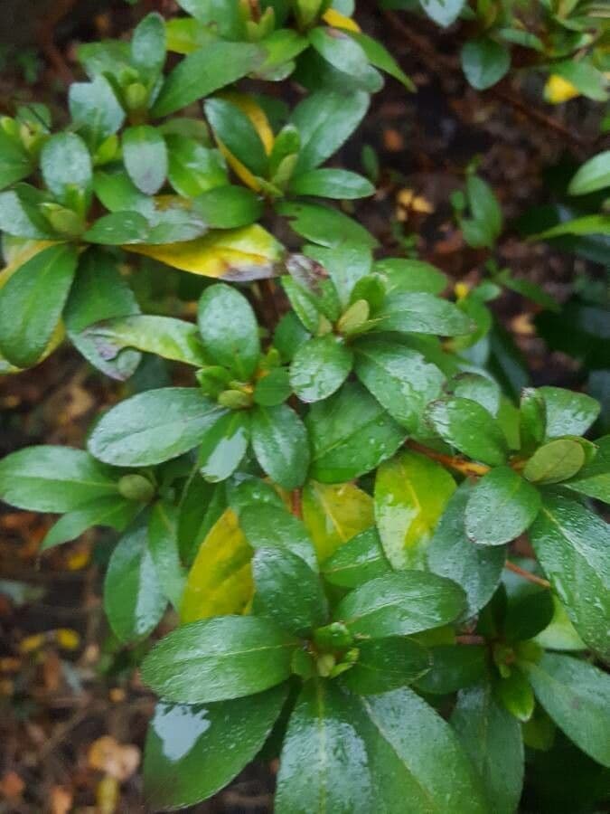 Rhododendron 19