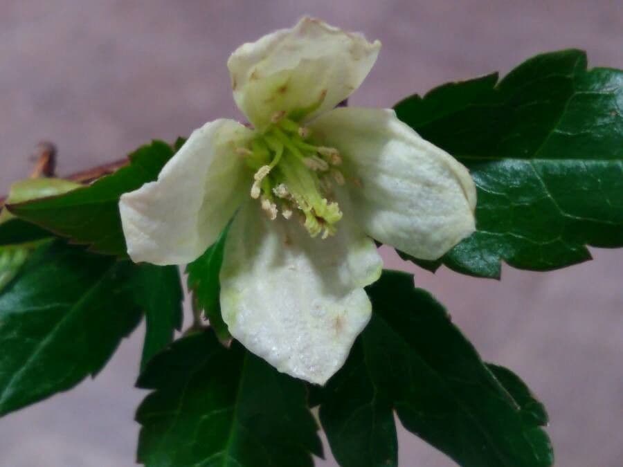 Clematis cirrhosa 10
