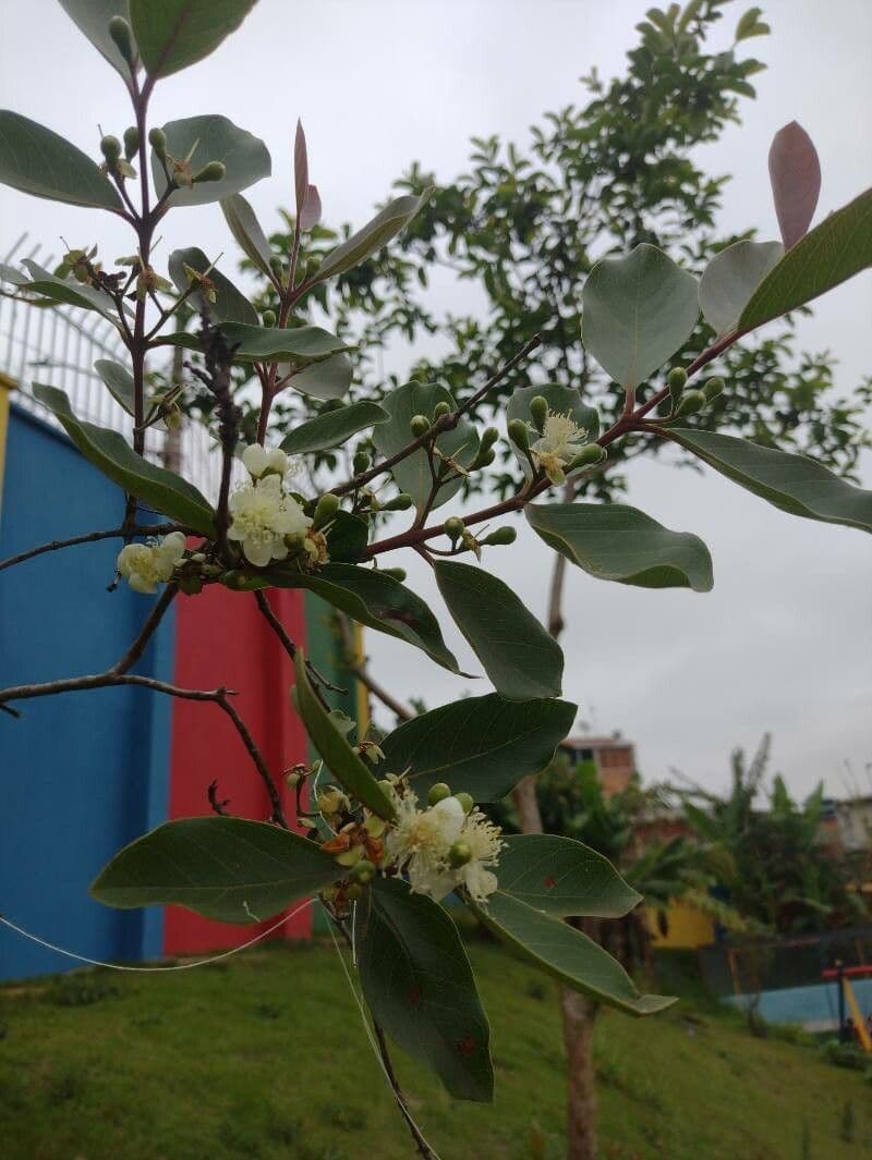 Guava costaricana 7
