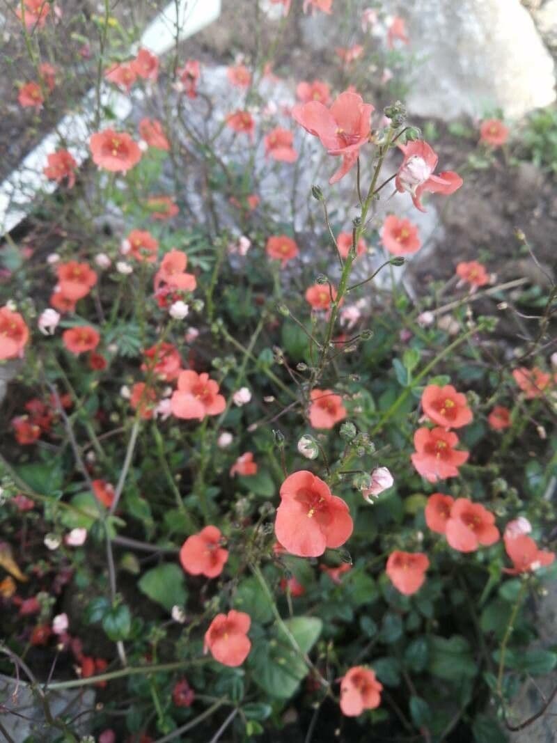 Wache Diascia 2