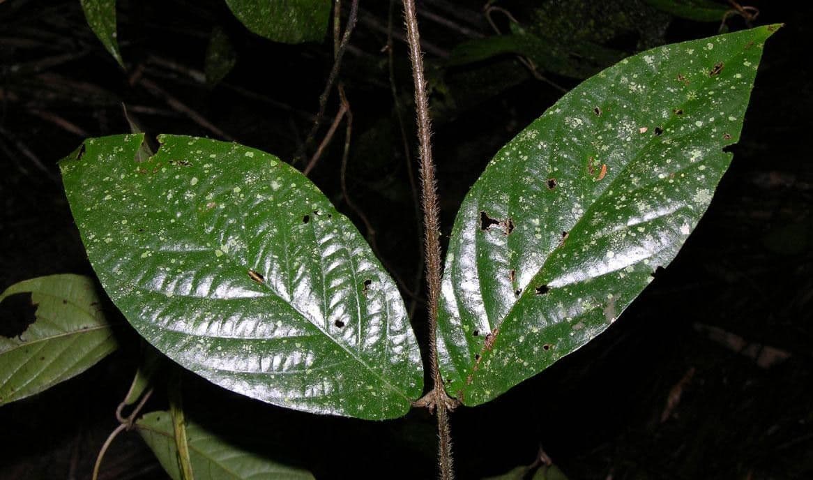 Hiraea 6