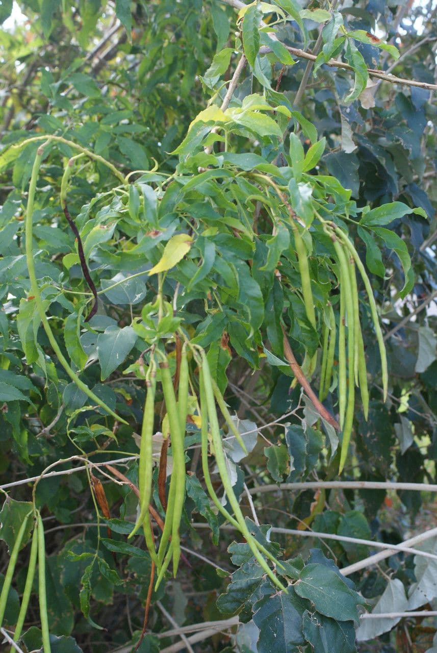Trompette d'or 3