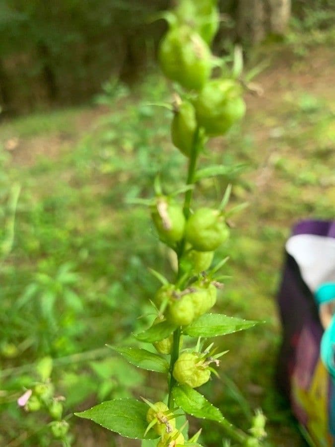 Lobelia 5