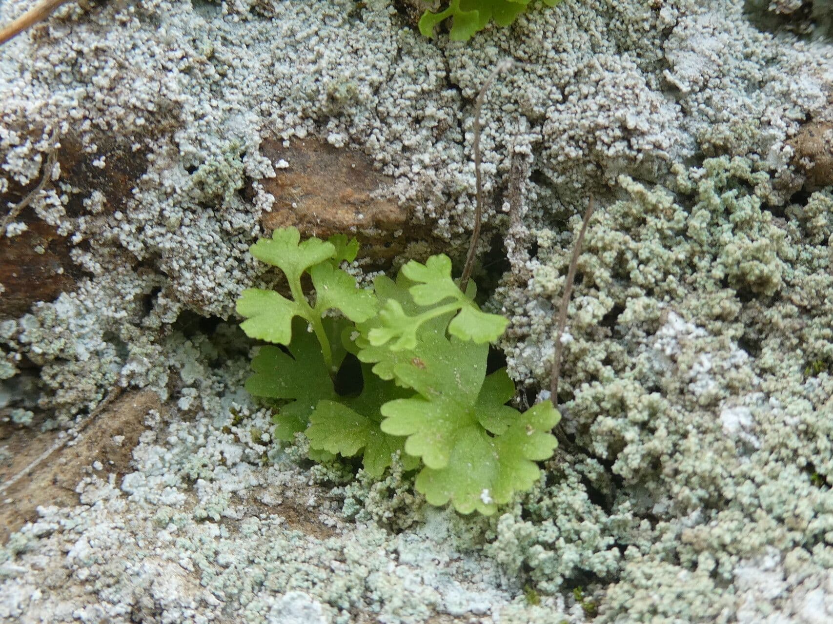 Anogramma leptophylla 13