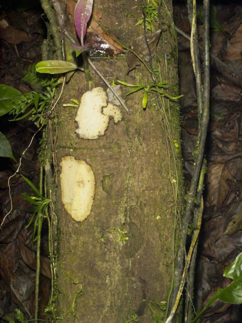 Palicourea 15