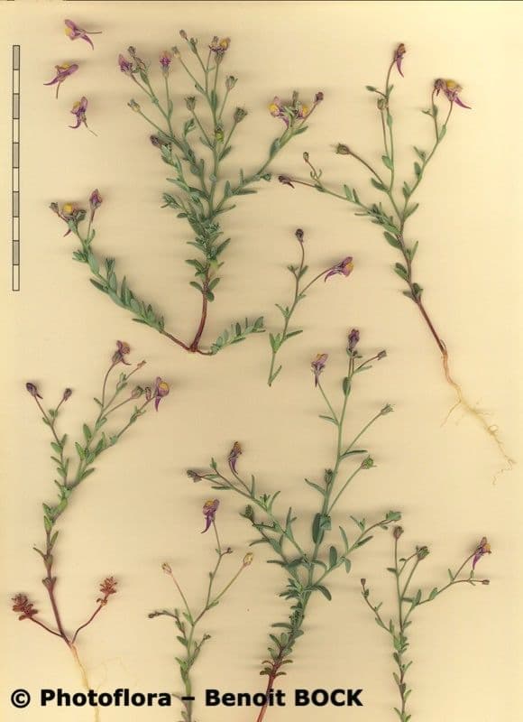 Feld-Leinkraut 21