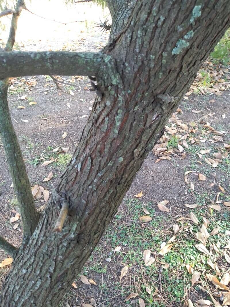 Prosopis 21