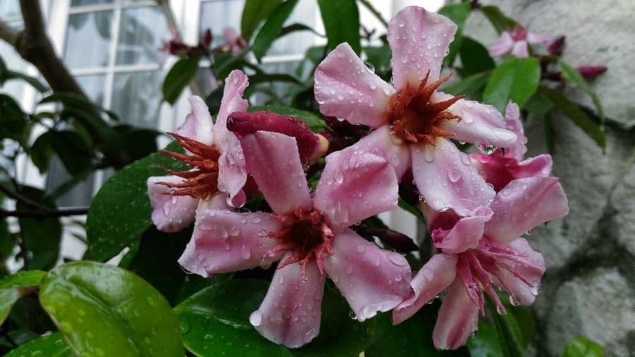 Strophanthus 5