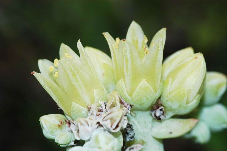 Dudleya di Greene 5