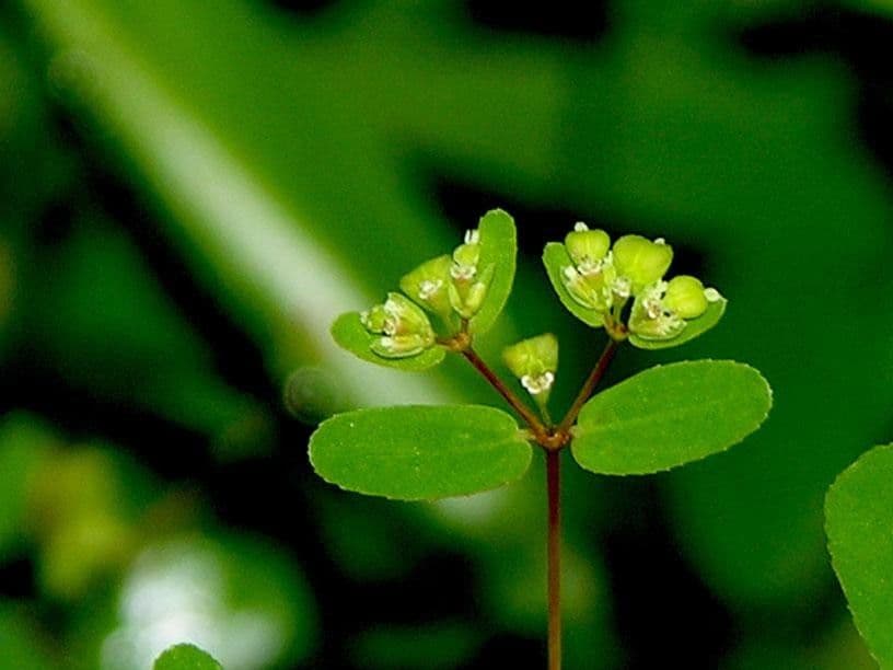 Euforbia pendula 5