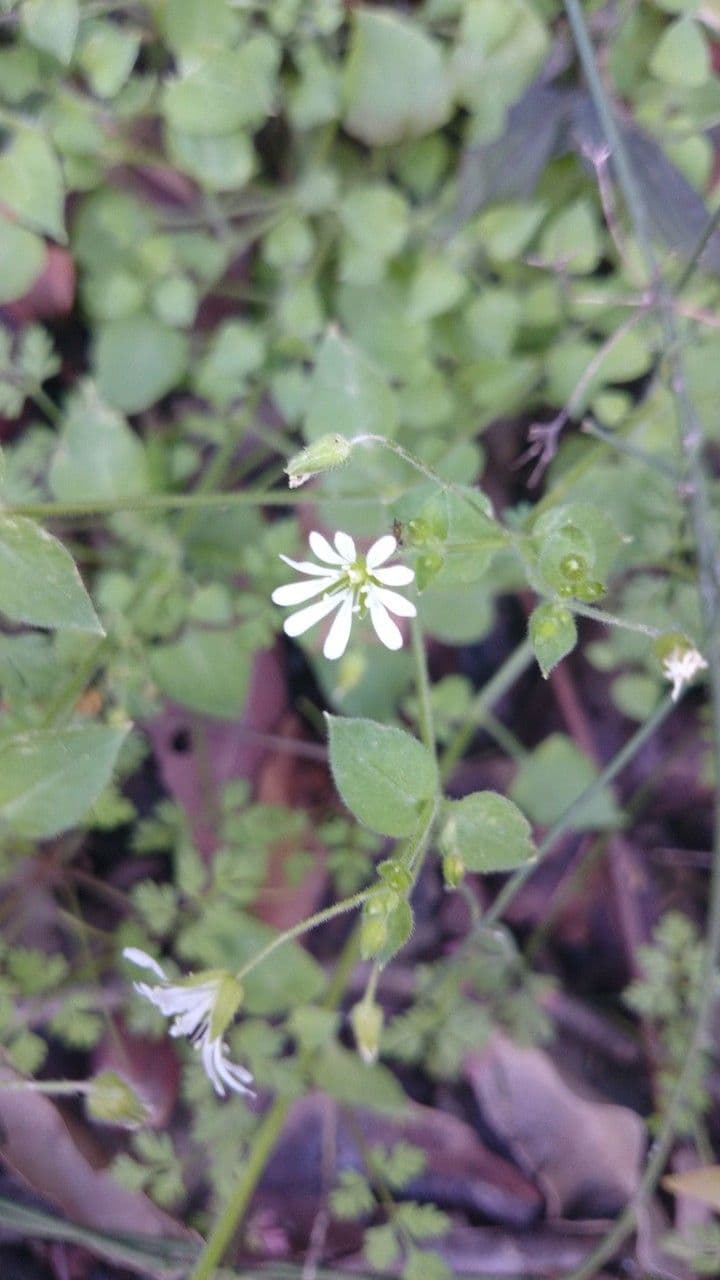 Stellaria cuspidata 5