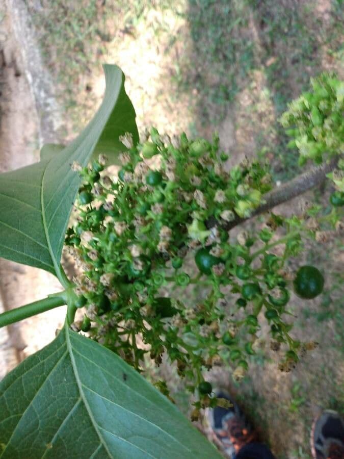Vangueria madagascariensis 9