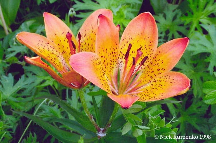 Lilium pensylvanicum 3