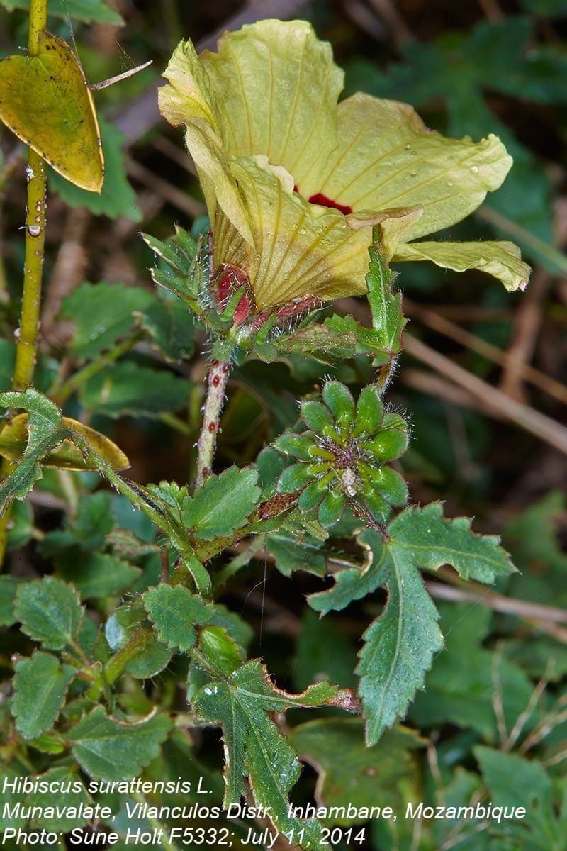 Hibiscus à aiguillons 12