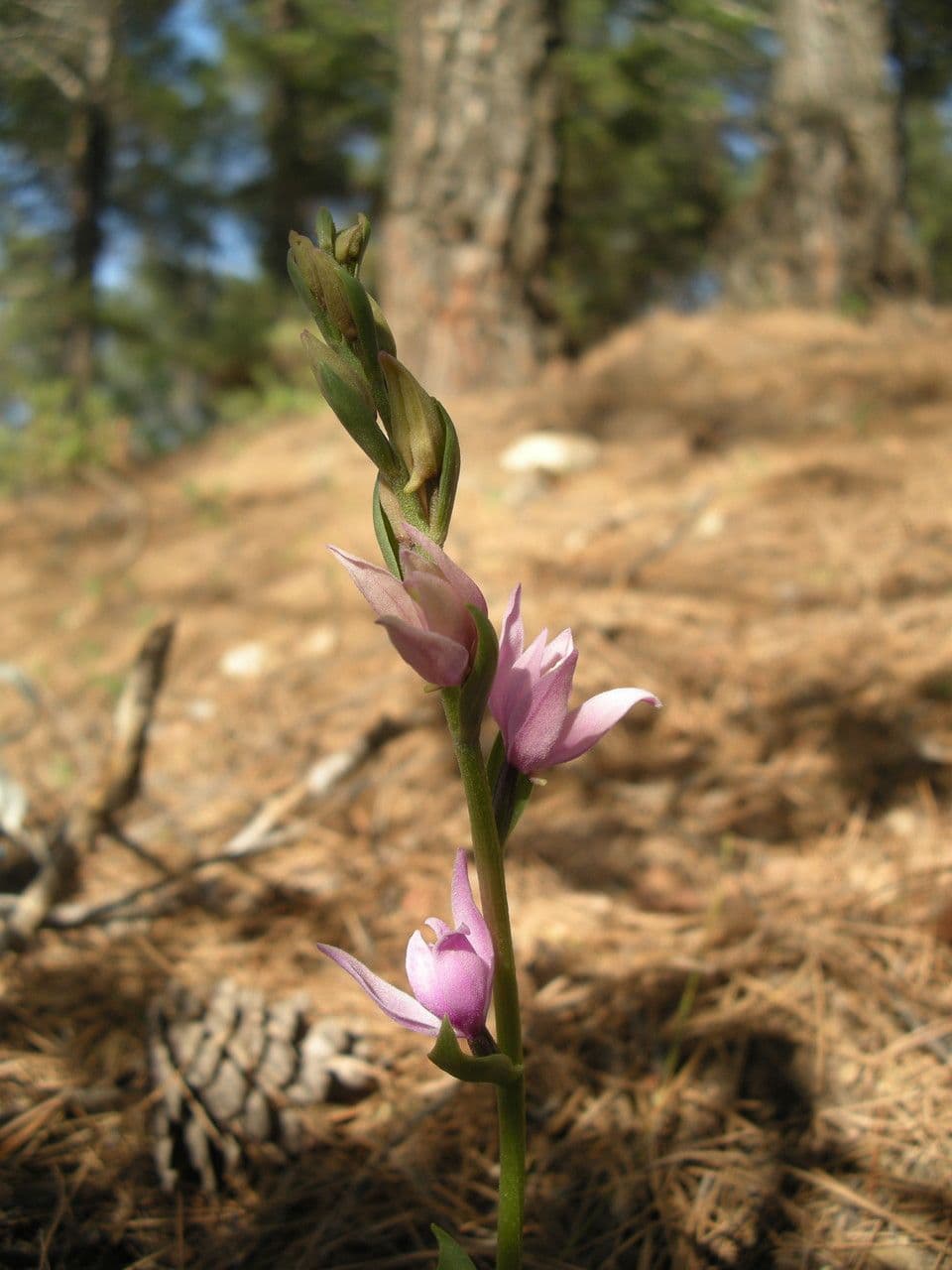 Cefalantera roja 7