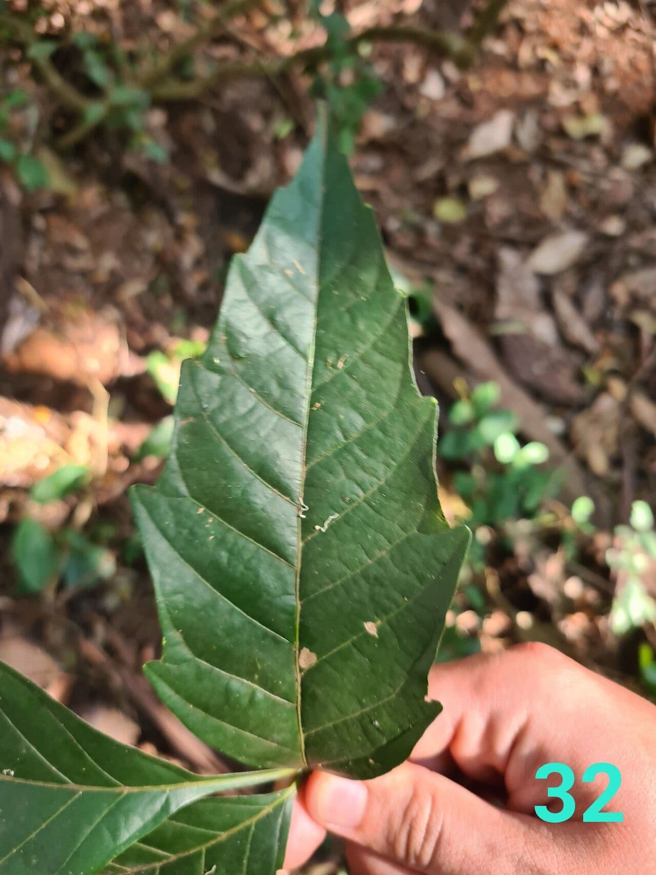Paullinia pinnata 11