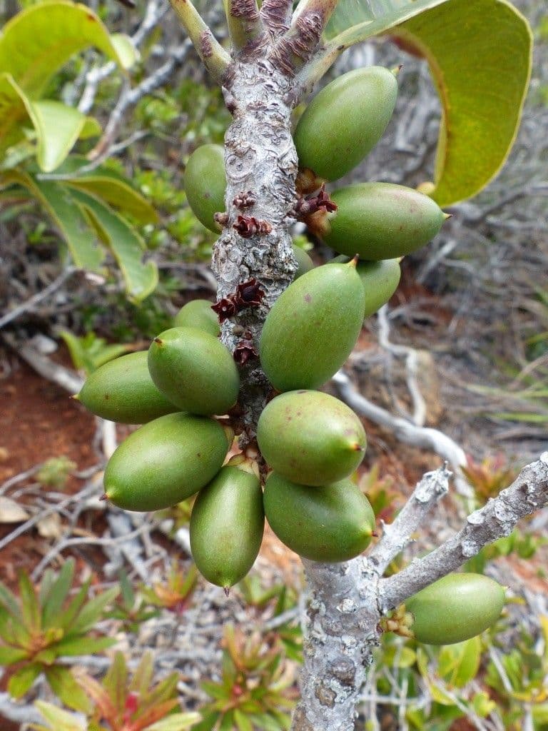 Blanchons Pycnandra 5