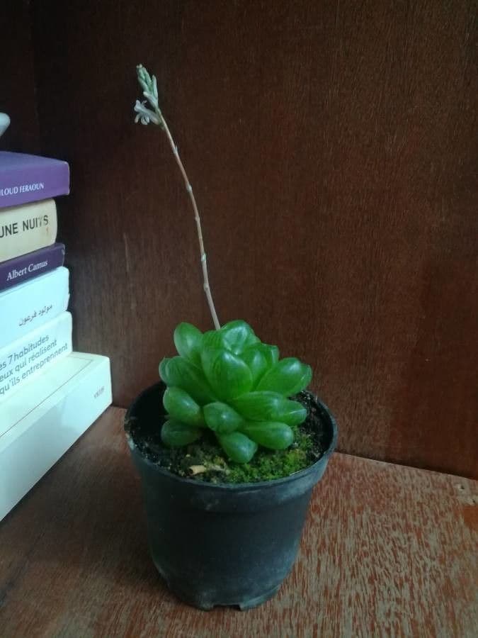 Hawortia Coopera 10