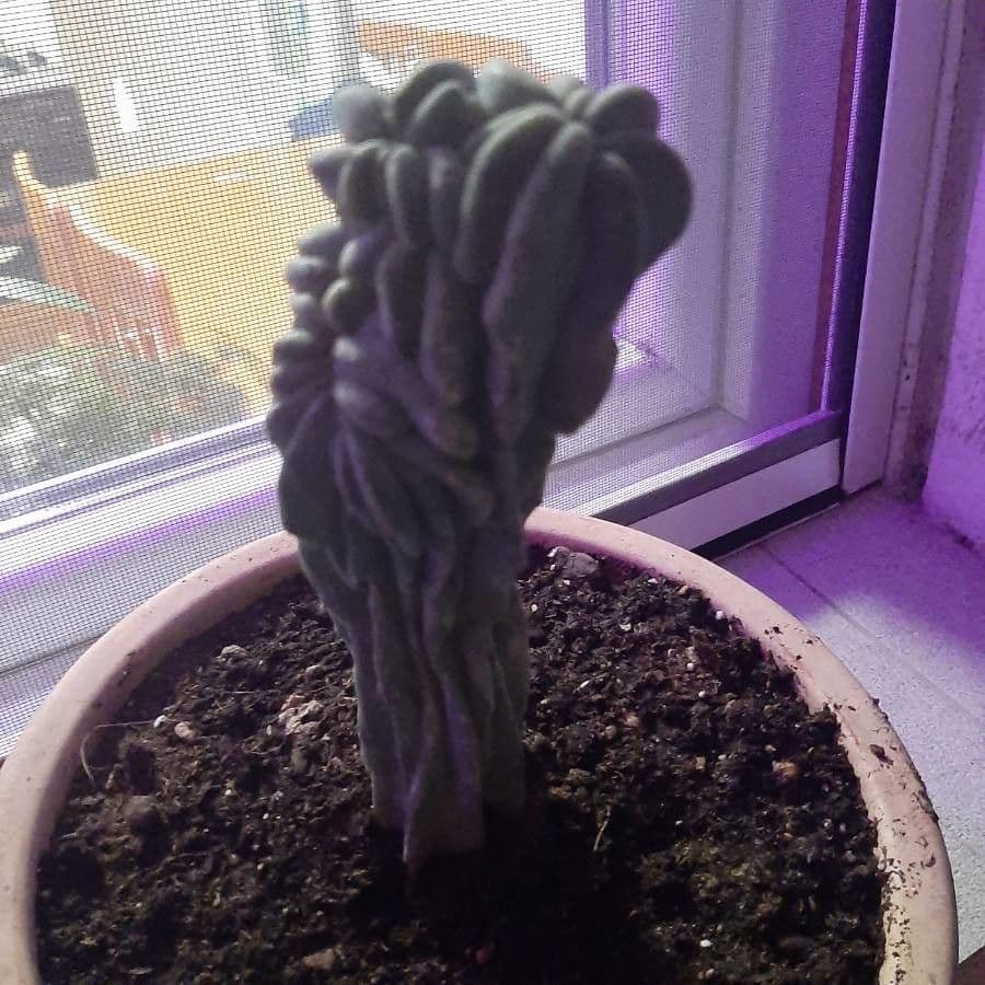 Myrtillocactus geometrizans 24