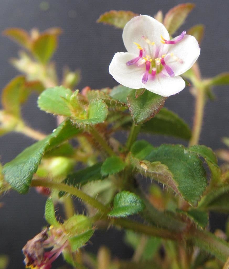 Acisanthera 6