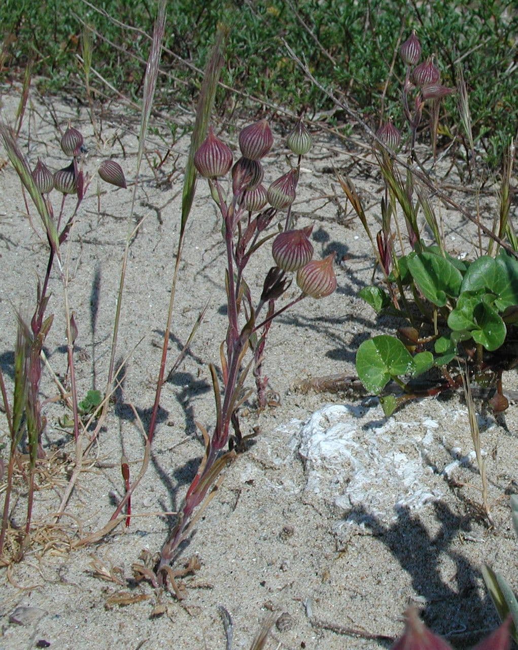 Silene conica 12