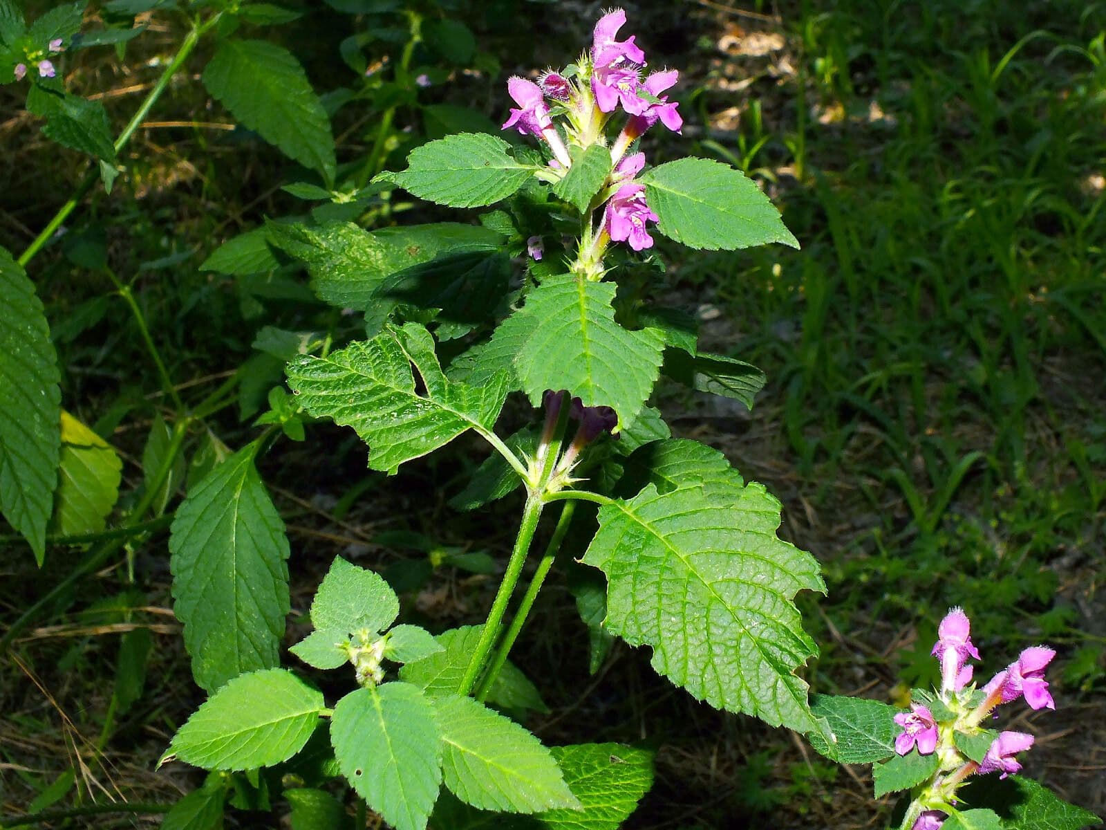 Canapa selvatica pubescente 11