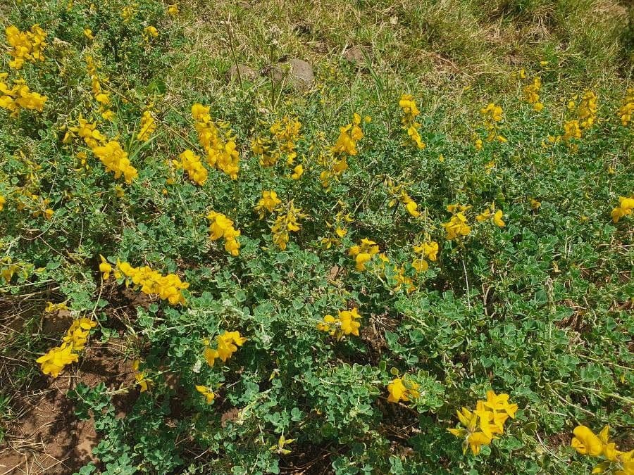 Crotalaria 6