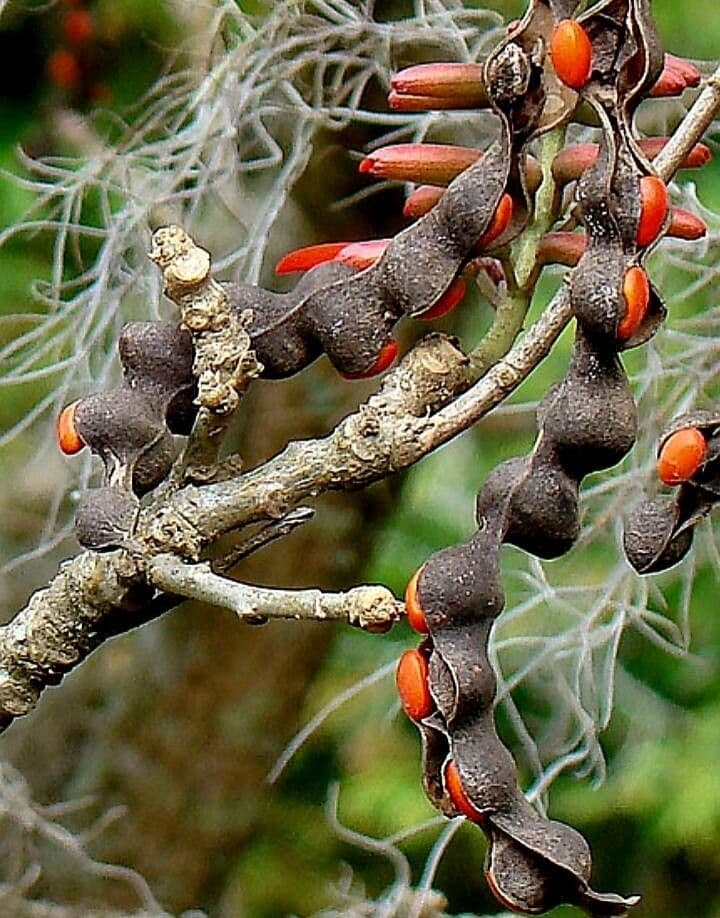 Erythrina 2