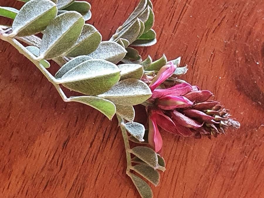 Indigofera 12