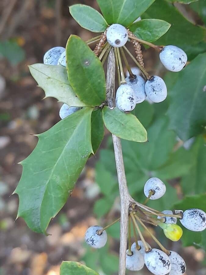 Berberis 2
