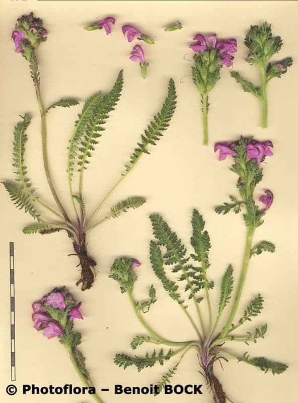 Pedicularis gyroflexa 21