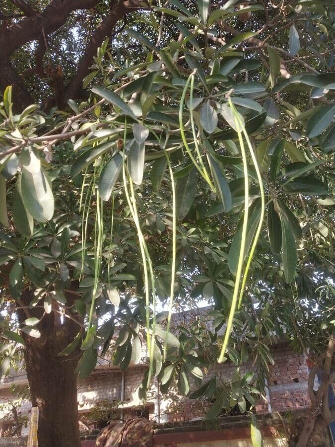 Alstonia 2