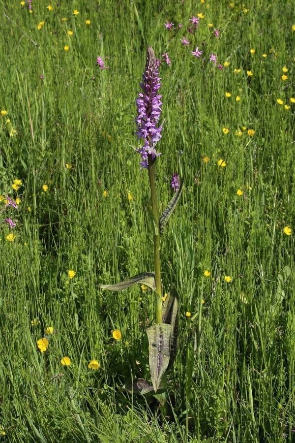 Orchide a labbro a cuneo 10