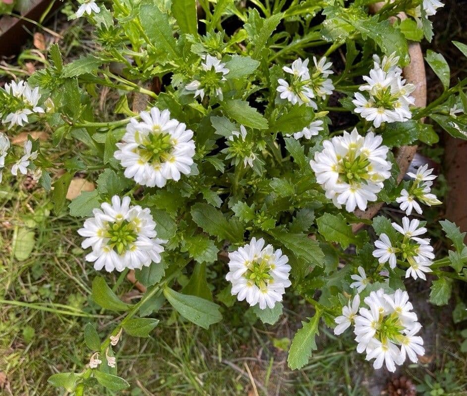 Scaevola 10