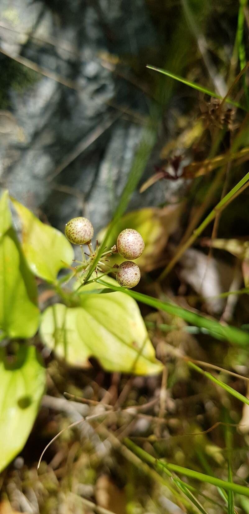 Mayantemo 3