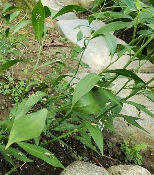 Ruscus hypoglossum 11