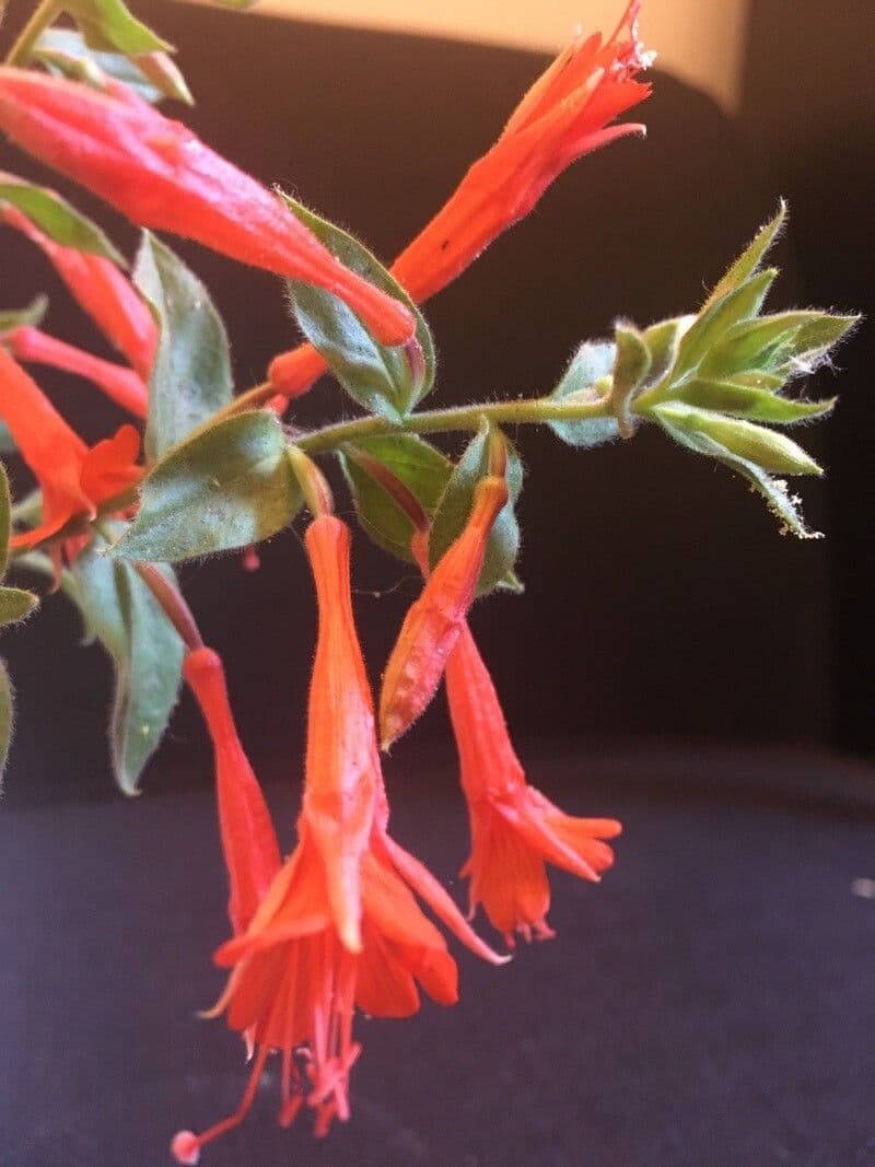Columnea 3