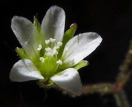 Arenaria modesta 5