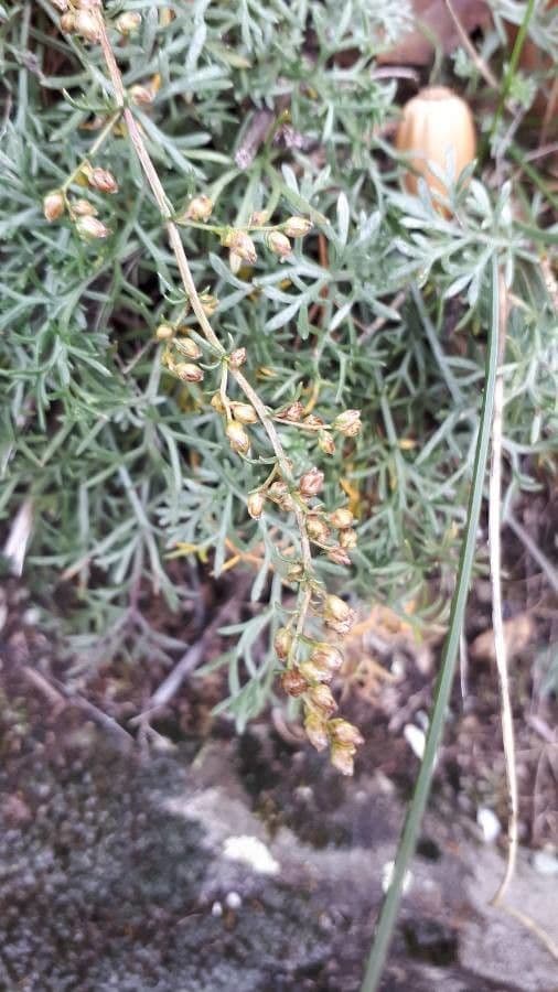 Field sagewort 5